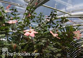 Image result for Hibiscus kirkii