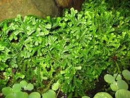 Image result for Selaginella congoensis