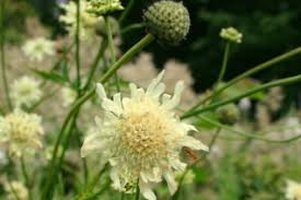 Image result for Cephalaria pungens