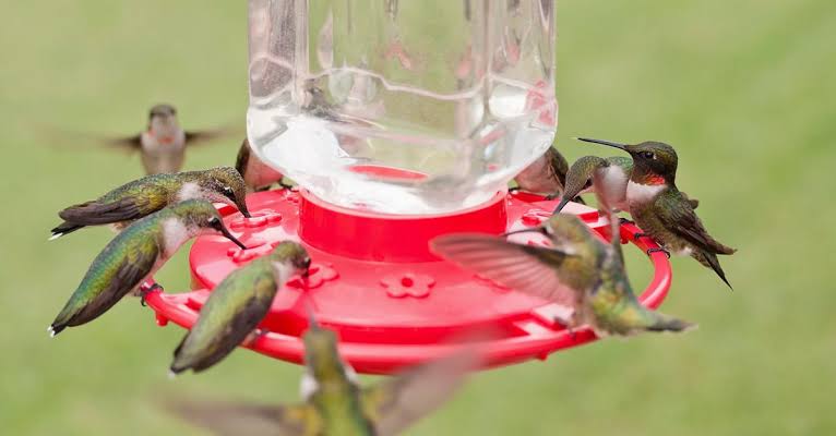 DIY Hummingbird Nectar Recipe — With Just Two Ingredients