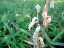 Image result for Epipogium roseum