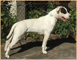 Coffee machine cleaner australian kelpie temperament in children. Brazilian Dogo Facts Pictures Puppies Price Temperament Breeders Animals Adda