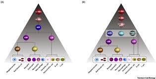 Hematopoietic Hierarchy An Updated Roadmap Trends In Cell