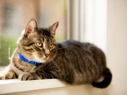 Bird Safe Cat Collar How To Protect Garden Birds From Cats Cat Training Indoor Cat Cat Collars