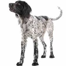 Image result for bretanský dlouhosrstý ohař