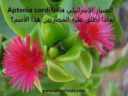 الصبار الإسرائيلي العناية والإكثار للنبات ولماذا أطلق عليه المصريين هذا الأسم plants green growing