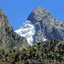 The national park hosts 70 mammals and 217 bird species including 19 albertine rift endemics, as well as some of the world's rarest vegetation. Hike Rwenzori Mountains Safari 10 Days Mamaland Safaris