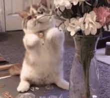 It can progress into vomiting and hinder swallowing. Cat With Flowers Gifs Tenor