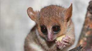 On vous avait déjà parlé des animaux vraiment gros, il désormais temps de rendre hommage aux animaux vraiment petits. Quels Sont Les Animaux Les Plus Petits Au Monde