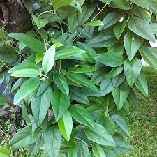 Maybe you would like to learn more about one of these? Zplant Daun Cincau Hijau Perdu Segar Fresh Tanaman 1 Kg Terbaru Agustus 2021 Harga Murah Kualitas Terjamin Blibli
