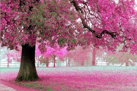 Wholesale 3d 012 Giant Sakura Tree Romantic Simple Scenery Wallpaper Murals 3d Alibaba Com Scenery Wallpaper Blooming Trees Scenery