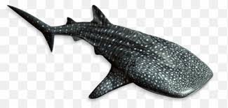 Free Transparent Whale Shark Png Images Page 1 Pngaaa Com Bruce marlin finding nemo shark shark jaws shark tooth , blood basins of the shark, white shark sticker png clipart. free transparent whale shark png images