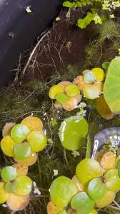 Image result for Utricularia reflexa