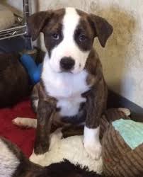 Paws has facilitated adoptions for vast number of animals over the years; Adopt Pepper On Petfinder Hound Dog Puppies Dogs