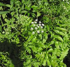 Image result for Berula erecta