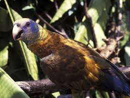 St Vincent Parrot Papegaai