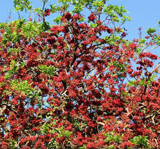 Image result for Schotia brachypetala