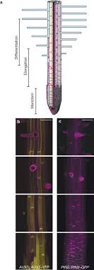 The function of a root hair cell is to absorb: Auxin Transport Through Non Hair Cells Sustains Root Hair Development Nature Cell Biology