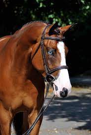 Perfect addition to any equine diet. Sold For The Hunter Riders Who Equisale Sport Horses Facebook