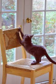 Well you're in luck, because here they come. Cat Scratching Solutions Please Do Not Declaw Catscratching Com
