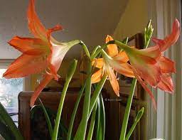 Amaryllis Vittata Amaryllis Flower Studio Flower Wall