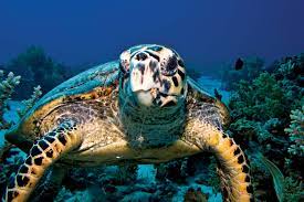 The hawksbill sea turtle is a critically endangered sea turtle that is found in tropical waters all around the world. Hawksbill Turtle Britannica