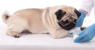 Inflammation is the second stage of wound healing and begins right after the injury when the injured blood vessels leak transudate (made of water, salt, and. How To Treat Dog Bite Wounds Cesar S Way