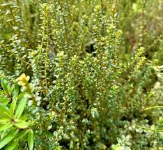 Image result for Samanea leptophylla