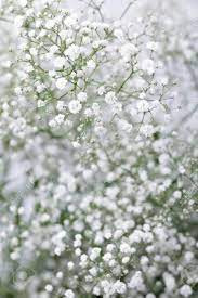 Close Up Of Little White Gypsophila Baby S Breath Flowers On Stock Photo Picture And Royalty Free Image Image 81370191