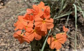 Image result for Crossandra greenstockii