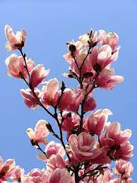Magnolia Branch Flowers Nature Beautiful Flowers Magnolia Flower