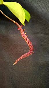 Image result for Bulbophyllum scaberulum