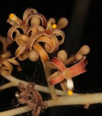 Image result for Hildegardia