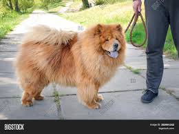 Man Chow Chow Dog Image & Photo (Free Trial)