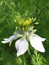 nigella sativa wikipedia