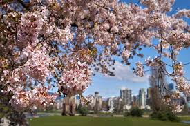 Discover the magic of the internet at imgur, a community powered entertainment destination. Sakura Season Cherry Blossoms In High Park Dumpling Connection