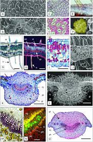 Image result for Fadogia tomentosa