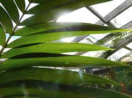 Image result for Encephalartos schmitzii