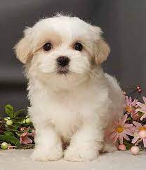 Malshi Malshi Dog Breed Malshi Information