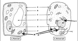 Diagram of plant cell and animal cell? Cell Labeling Diagram With Answers 1996 Miata Electric Fuel Pump Wiring Diagram Begeboy Wiring Diagram Source