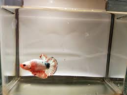 Tampilannya yang indah membuat banyak orang kepincut untuk memelihara ikan yang satu ini. Ikan Cupang Plakat Fancy Oren Head Line Betta Jabodetabek Facebook