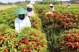 Tanaman ini adalah tanaman tahunan atau dua tahunan dan memiliki bunga yang berwarna putih, merah, ungu, atau merah jambu. Bunga Pacar Air Yang Ditanam Warga Dukuhklopo Tembus Pasar Luar Daerah