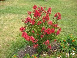 » view all varieties of crepe myrtles. Crape Myrtle Lagerstroemia Victor Dark Red Blooms Zone 6