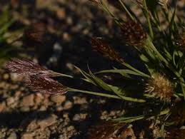 Image result for Triraphis schinzii