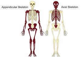 The Axial Appendicular Skeleton Teachpe Com