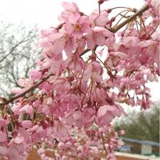 Image result for Prunus