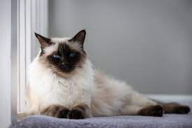 Balinese Cat Full Profile History And Care