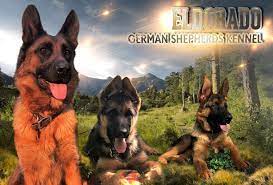 Check spelling or type a new query. German Shepherd Breeders In California Ca German Shepherd Puppies For Sale In California Ca