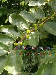 Image result for Bridelia ferruginea