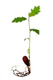 Growing Oak Trees From Acorns Thriftyfun